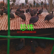 珍珠鸡种蛋，专业人工受精80以上，种蛋受精高孵化专用