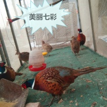 山鸡受精蛋七彩山鸡种蛋30个以上防震包装包邮受精蛋