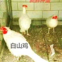 山鸡受精蛋白山鸡种蛋防震包装美丽环境受精高