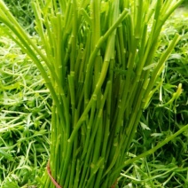 芦蒿（精品净蒿）当天发货