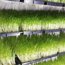 广西正宗新鲜纯手工豌豆芽豌豆苗