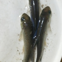 青鱼黑鲩鱼苗规格大小漂亮已训食料全国发货