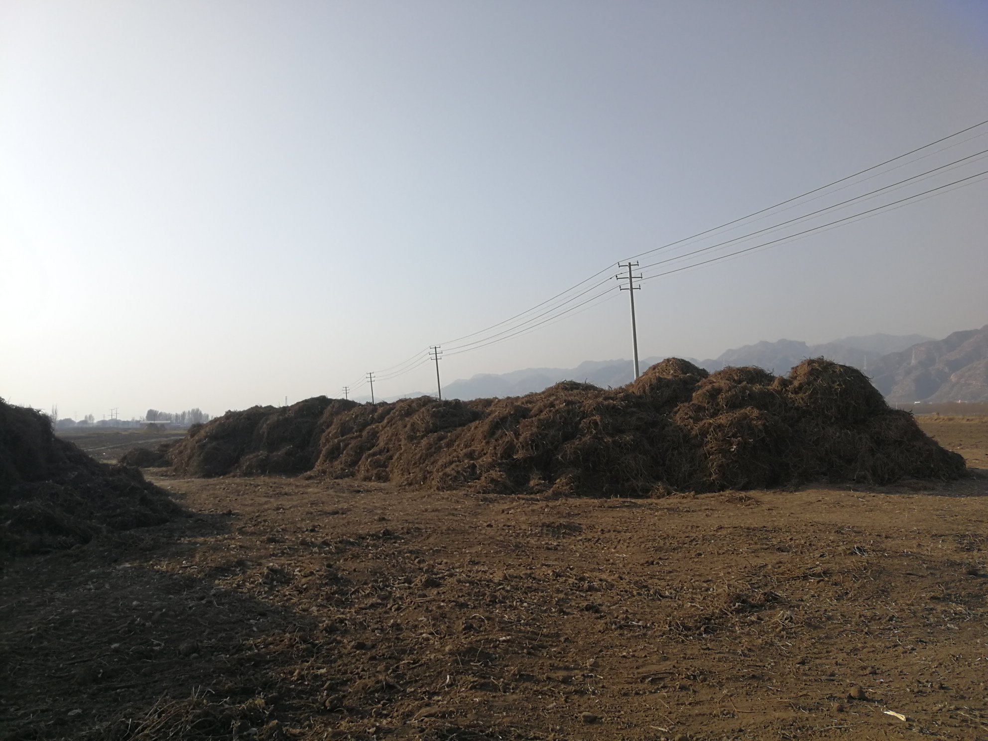 甘松植株特写图