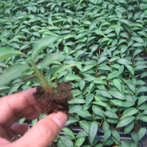 大量供应室内高档花卉绿植飞羽竹芋组培穴盘苗