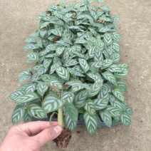 大量供应室内高档花卉绿植新飞羽竹芋组培穴盘苗