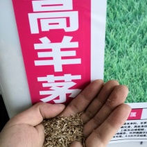 高羊茅种子绿化专用护坡草种子草籽低矮耐践踏草籽草种