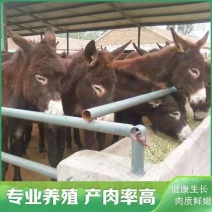 小毛驴厂家直销肉驴3-6个月的德州驴苗成年驴包成活包技术