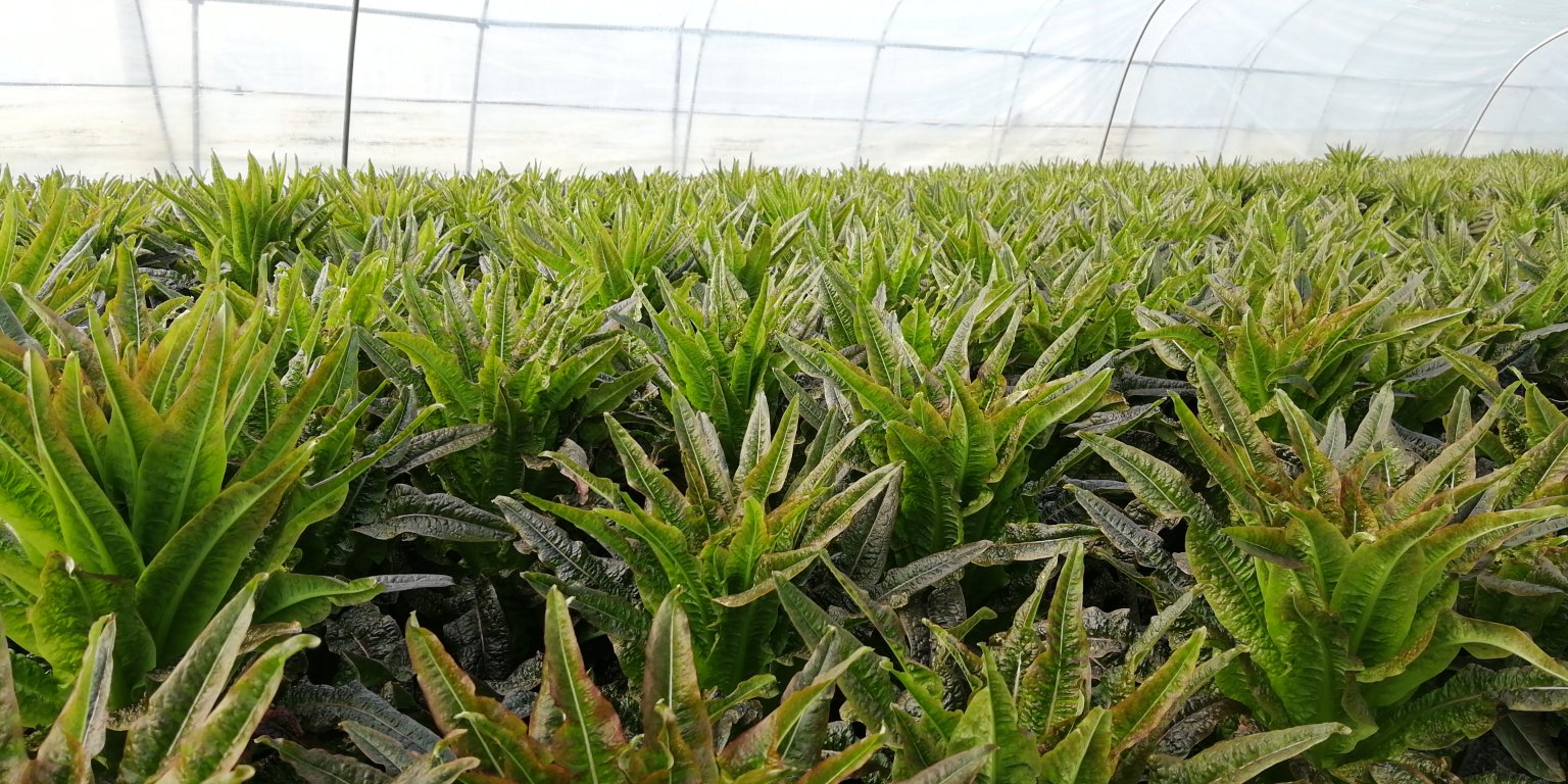 茎用莴苣与叶用莴苣对比图