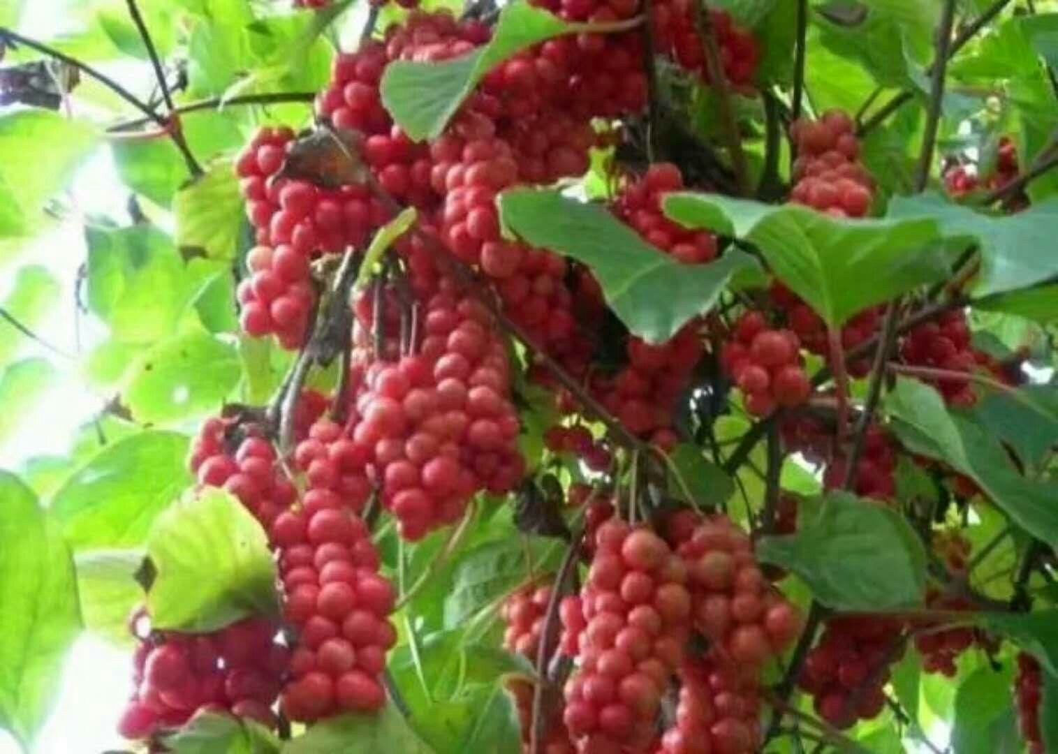 北五味子植物图