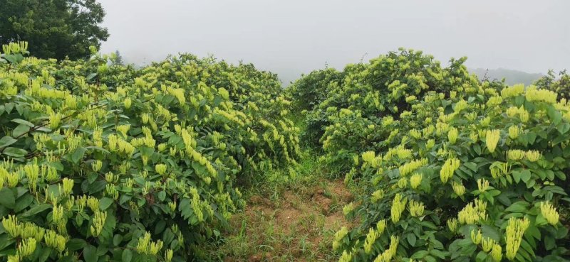 金银花种植前景如何,怎么种植?