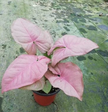 [合果芋批发]供应优质室内观叶绿植小盆栽 红粉佳人(霓虹)合果芋90杯