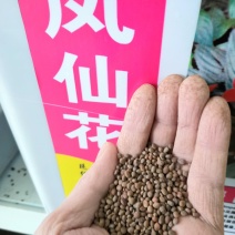 凤仙花种