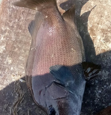 [包公鱼批发]包公鱼价格15.00元/斤 - 一亩田