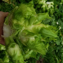 儿菜