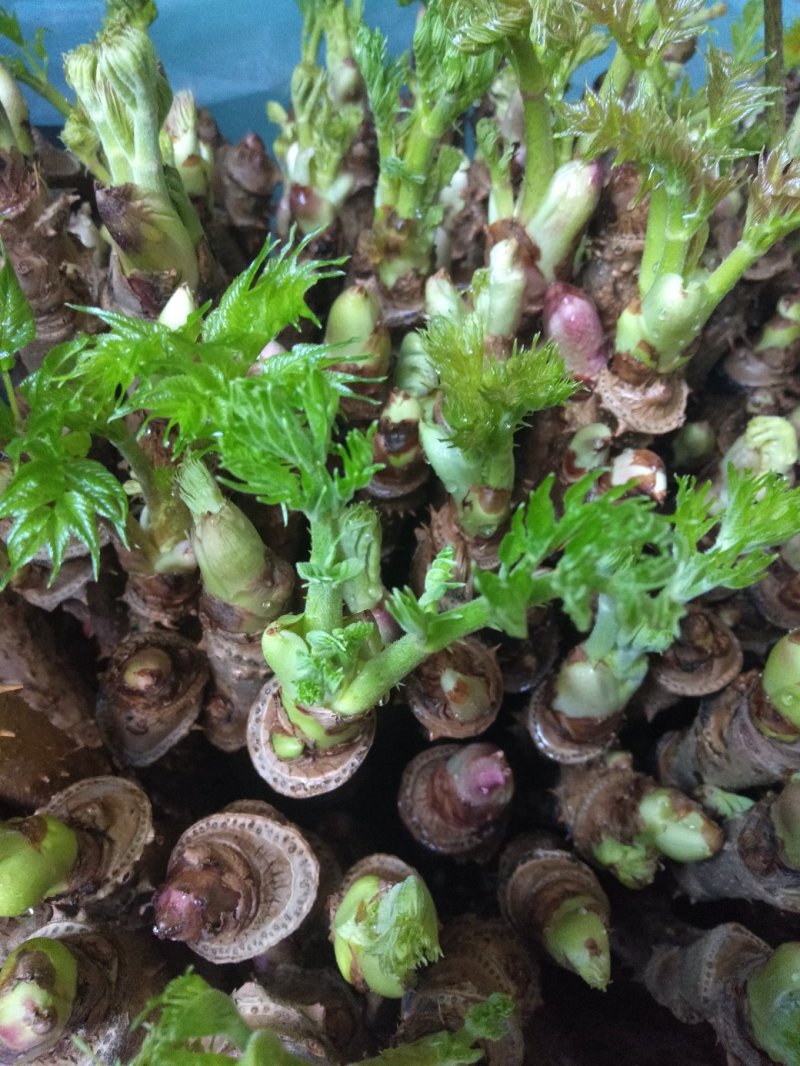 刺嫩芽,15刺老包,鸟不落,种苗基地一手货源价格优惠包技