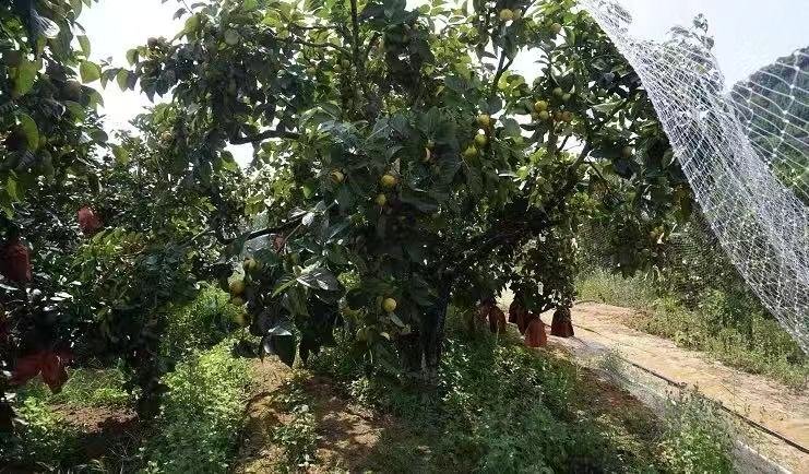 柿子果园喷药现场