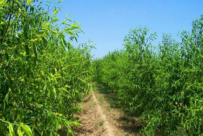 荆门市东宝区八角本智雪枣厂种植基地航拍图,展示大面积八角林与丘陵地貌 八角种植基地航拍图