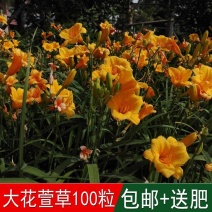 大花萱草种子金娃娃萱草籽种籽黄花萱草种盆栽花种子花籽宿根