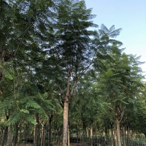 成都精品蓝花楹12公分