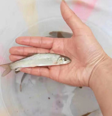 裂腹鱼细鳞鱼鱼苗冷水鱼淡水养殖食用鱼苗