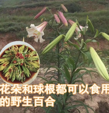 岷江百合野生百合可盆栽观赏可入药可食用