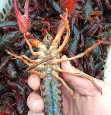 00/斤起批价50斤产地湖北荆州监利市物流快递·物流专线·整车·铁路