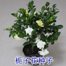 花种子四季栀子花种子大花栀子花种子重瓣栀子花种子庭院盆栽