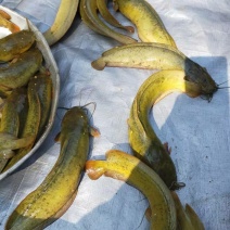 胡子鲶
