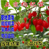 红枸杞树苗北方南方种植当年结果阳台食用盆栽盆景地栽庭