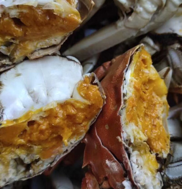 大闸蟹六月黄河蟹毛蟹2两到4两母蟹江苏大闸蟹基地直发