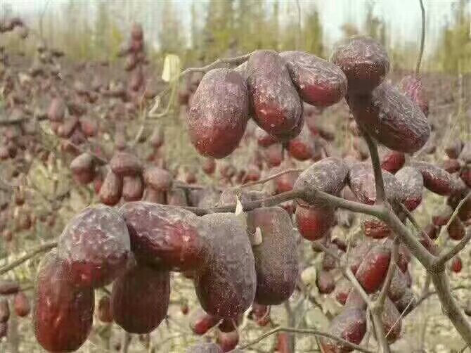 左右分屏航拍图:左为广东湛江徐闻县木瓜标准化种植园,整齐青绿色木瓜林,挂果期植株清晰可见青果;右为宁夏同心县旱作农田旁传统竹匾晾晒场,铺满深褐色同心圆枣,阳光下泛油润光泽,背景可见贺兰山余脉,凸显道地药材地理标志属性 徐闻青木瓜种植基地航拍与同心圆枣晾晒场对比图