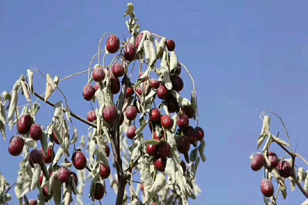 天山雪桔果园全景