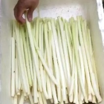 大明湖鲜蒲菜山东特产鲜蒲菜大明湖三白鲁菜代表菜