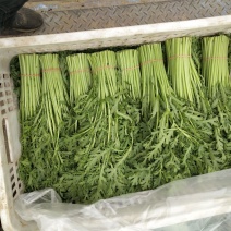精品茼蒿，大量供应，全国直发，信誉第一诚信第一