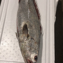 海捕大鳘鱼/灰鳘/灰米鱼/