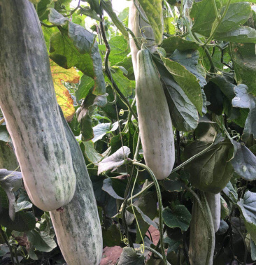 山东寿光万亩棚区羊角蜜羊角脆甜瓜诚信代办