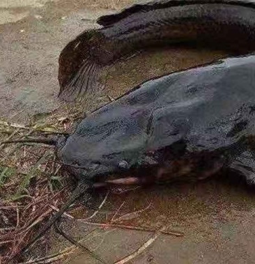 埃及鲶鱼苗八胡子鲶鱼苗革胡子鲶鱼苗自孵水花