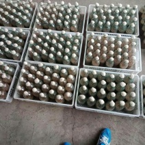 金耳