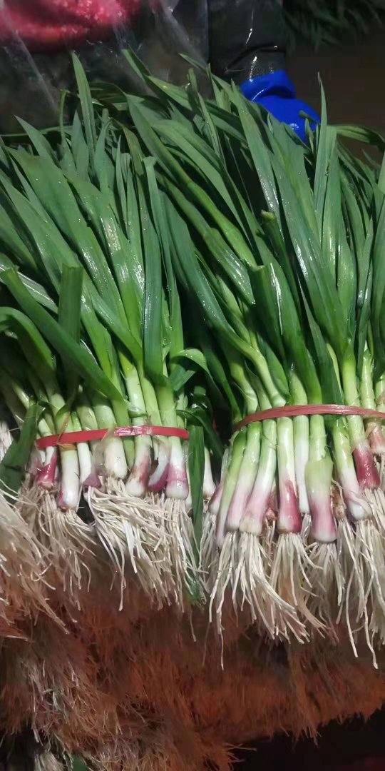 蒜苗黄耿蒜苗价格便宜欢迎你来选购