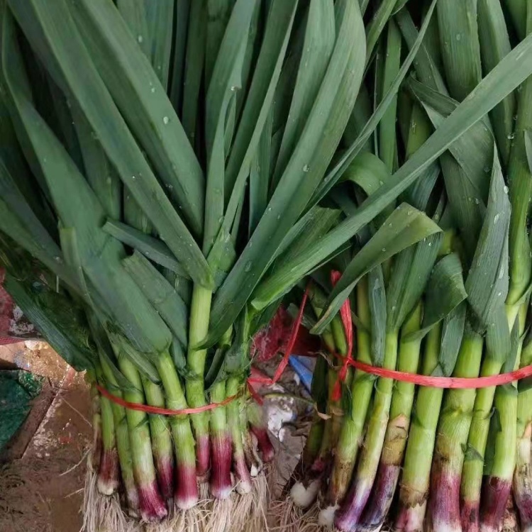 蒜苗黄耿蒜苗价格便宜欢迎你来选购
