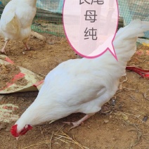 长尾鸡观赏日本长尾鸡受精蛋10个防震包装包邮