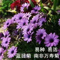 非洲菊种子南非万寿菊花籽盆栽重瓣蓝目菊花种子阳台春季易播