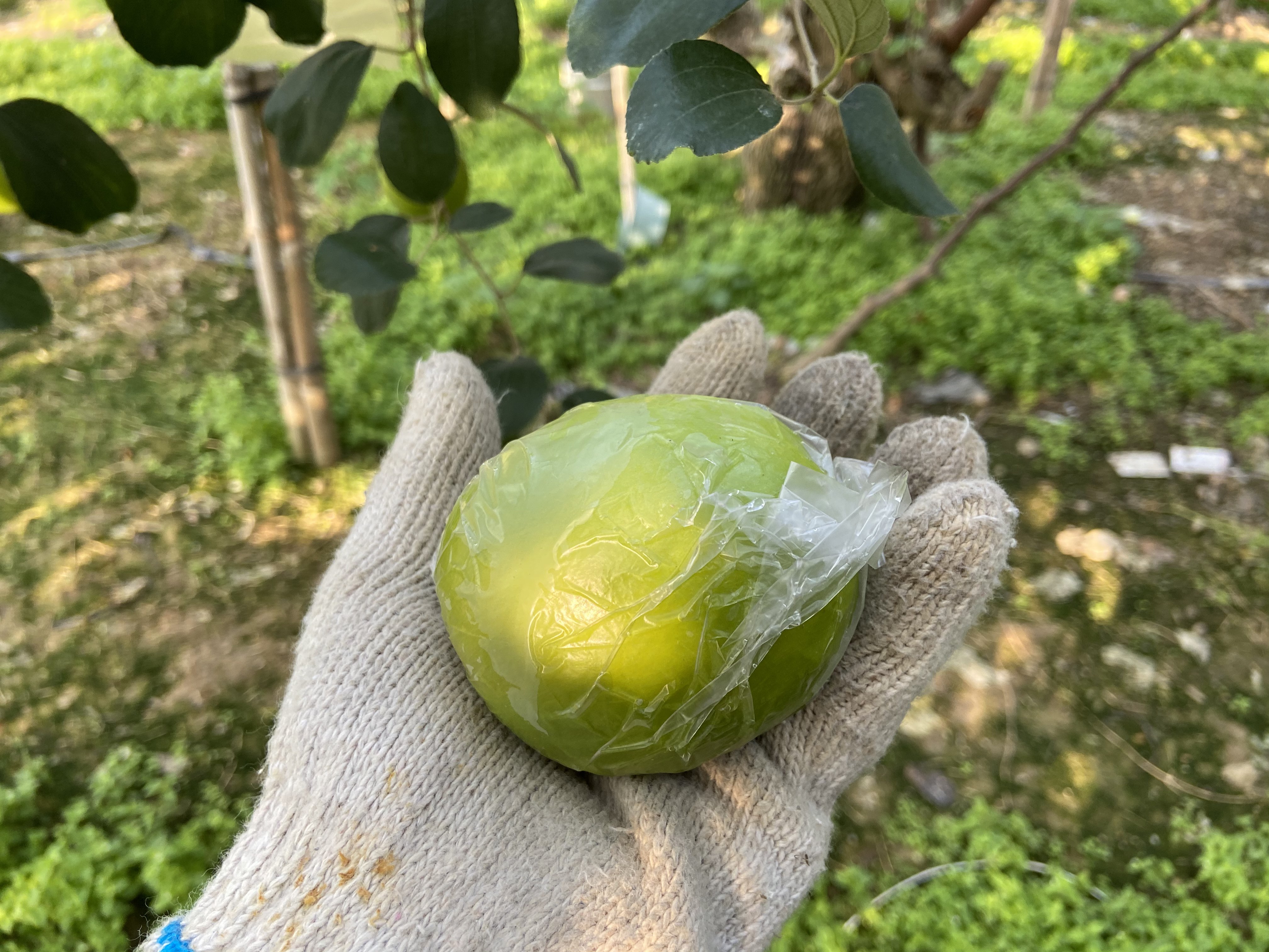 山枣采摘场景示意图