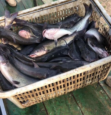 [鮰鱼批发]鮰鱼,回鱼,叉尾鮰!全国都可发货!价格12.60元/斤 - 一亩田