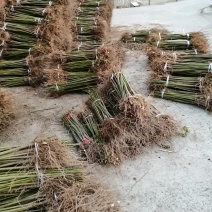 油桐基地常年批发，买油桐苗请选择重庆俊尧专业油桐培育公司