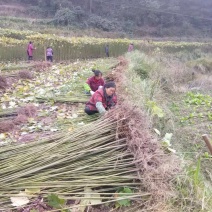 油桐采购批发价格，买油桐苗请选择重庆俊尧专业油桐培育公司