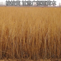 甘肃苗圃一年生30公分以上梭梭树苗
