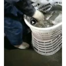 多宝鱼