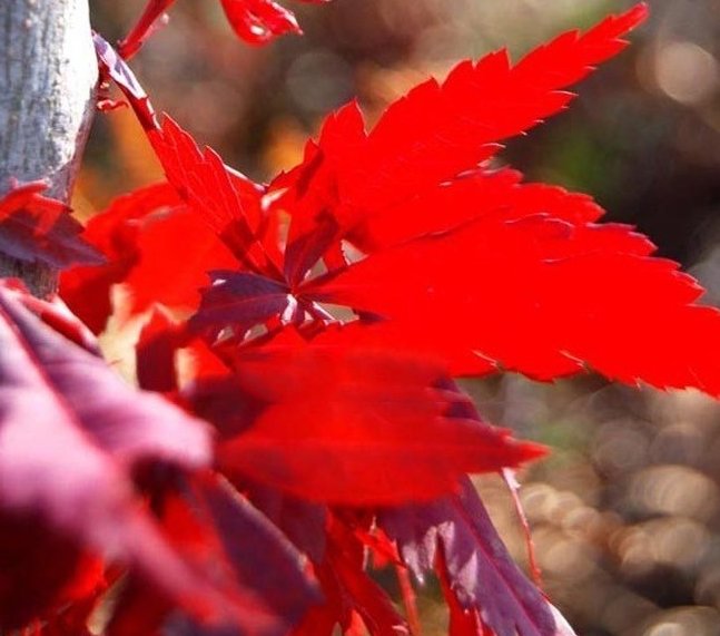 展示‘秋火焰’、‘夕阳红’、‘十月光辉’三个美国红枫主推品种的叶片形态、树形结构及秋季变色特征对比,背景为苗圃实地拍摄,标注各品种名称与典型识别特征 美国红枫优良品种对比图