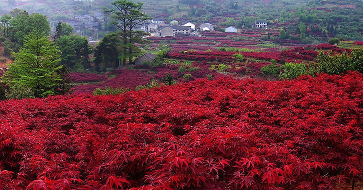山东某大型苗圃内的十月光辉红枫种植基地航拍图